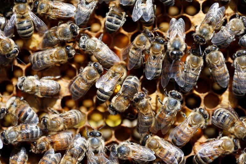 El 09% de las abejas ya han desaparecido. Foto: Reuters