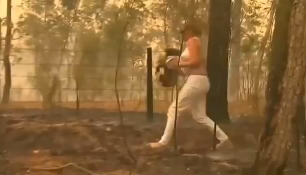 La mujer rescató al Koala de las llamas. Foto: Captura de Pantalla
