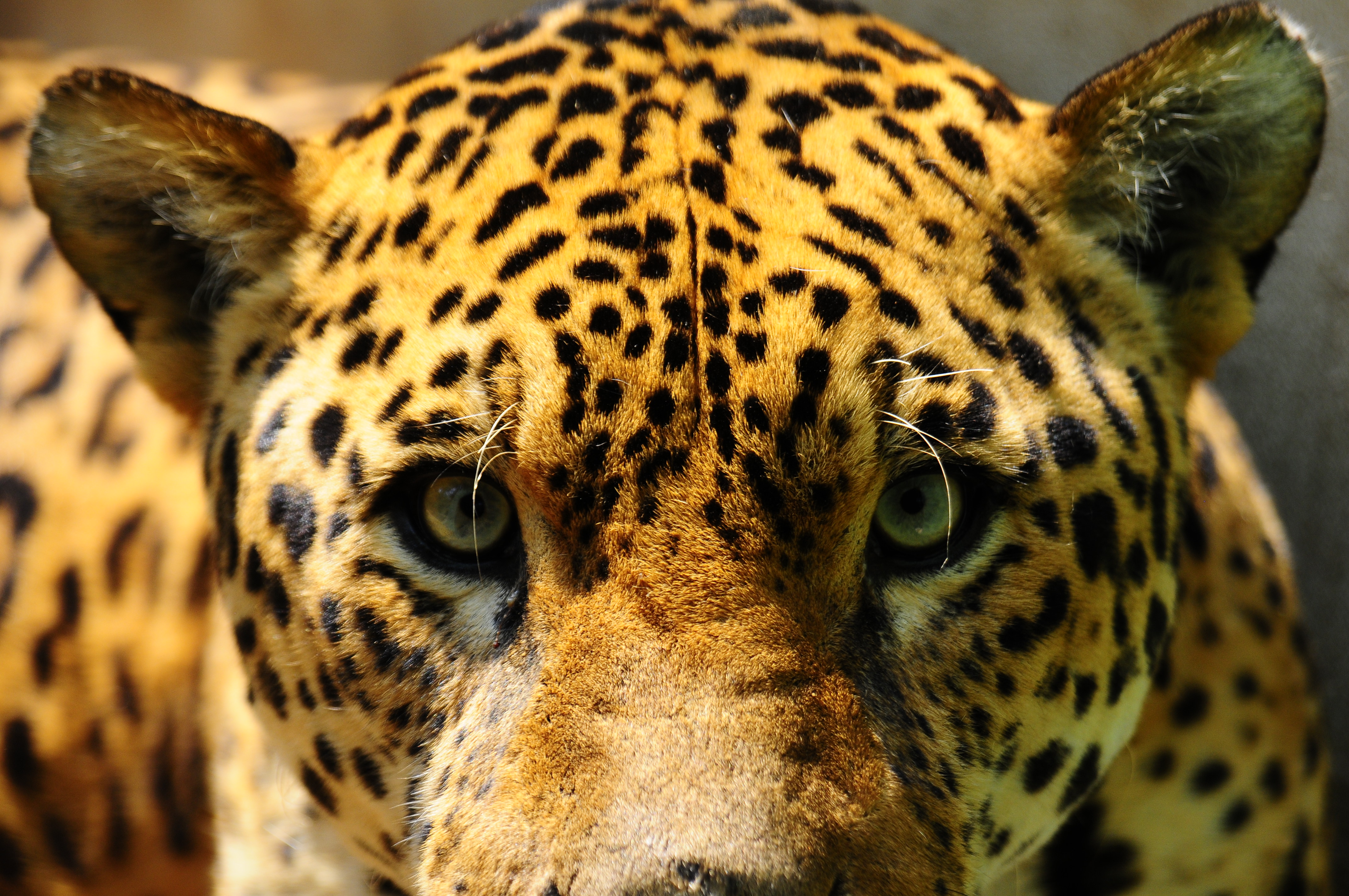 Apuntan a una mayor conciencia para lograr la conservación de esta especie. Foto: Fernando Allen / WWF Paraguay