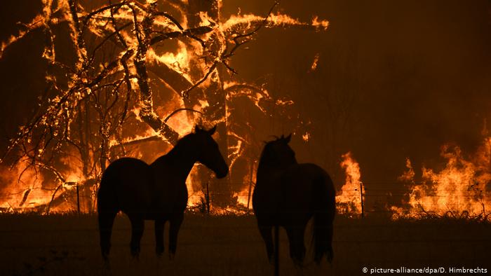Estiman que unos 480 millones de animales han muerto en incendios de Australia