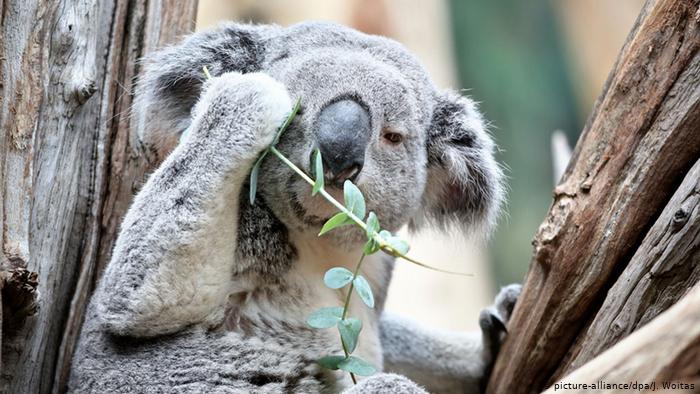 Cerca del 30% de la población de los koalas ha sido afectada por los incendios, provocando su muerte. Foto: Picture-Alliance