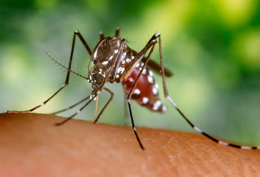 En Filadelfia actualmente existen 76 notificaciones por posible dengue. Foto: Ministerio de Salud