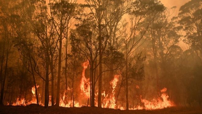 Los incendios han consumido al menos unas 8 millones de hectáreas de Australia. Foto: AFP VIA GETTY IMAGES