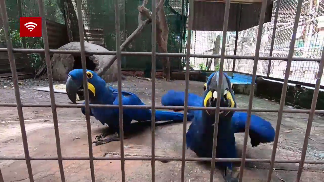 Es el quinto año consecutivo que la pareja de guacamayos tiene cría. Foto: Captura de pantalla. Fuente: Itapúa en noticias.