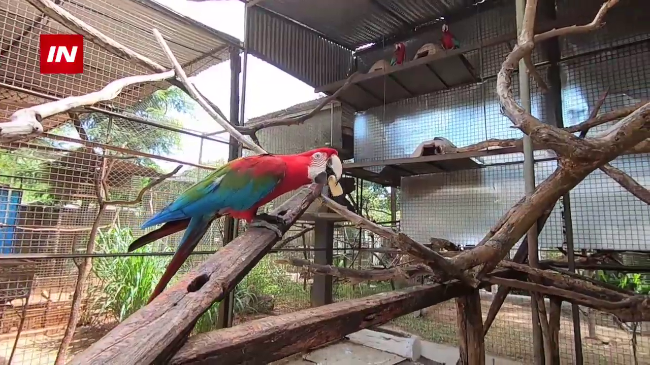 La pareja de guacamayos rojos tuvieron dos crías en los últimos meses. Foto: Captura de pantalla. Fuente: Itapúa en noticias.