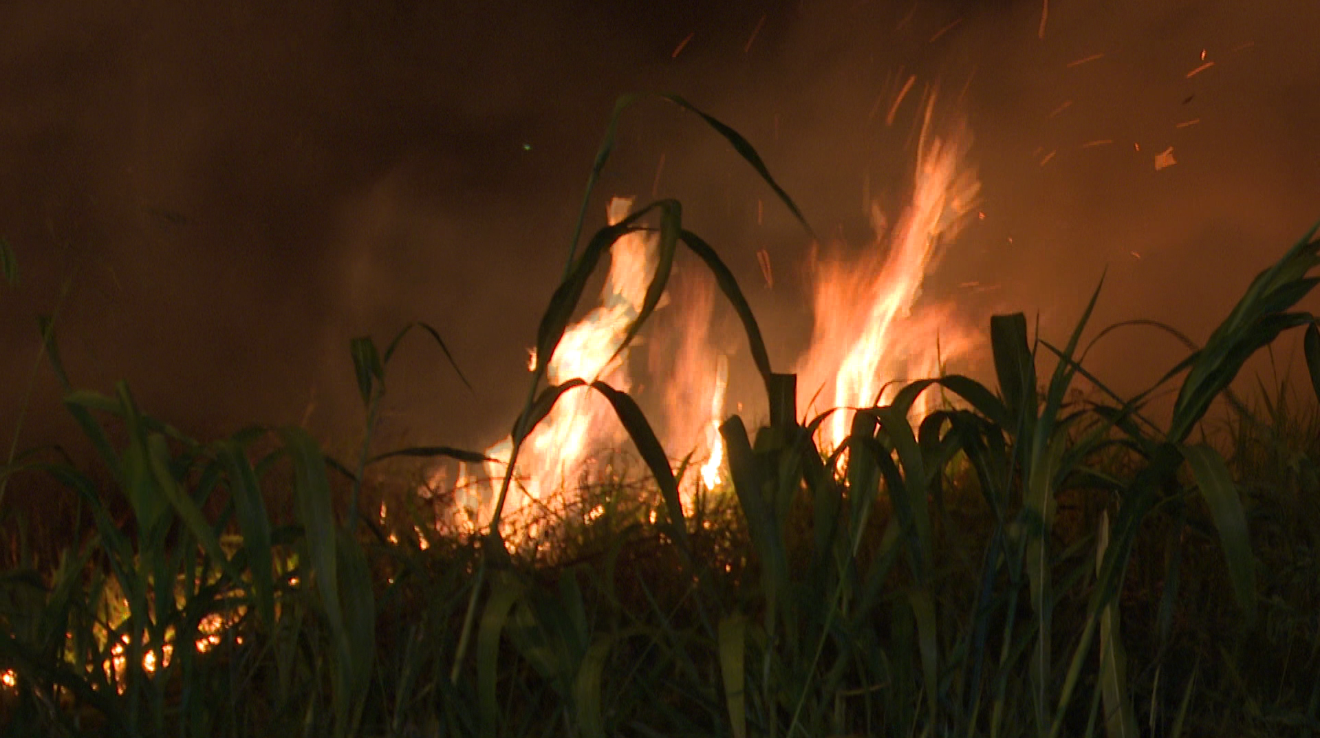 Las causas del incendio se desconocen. El humo dificultó la visibilidad en la zona del Botánico.