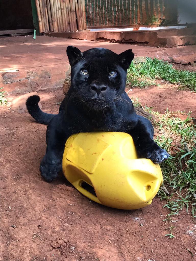 Chito llegó a la Itaipú a los seis meses de vida. Foto: Itaipú