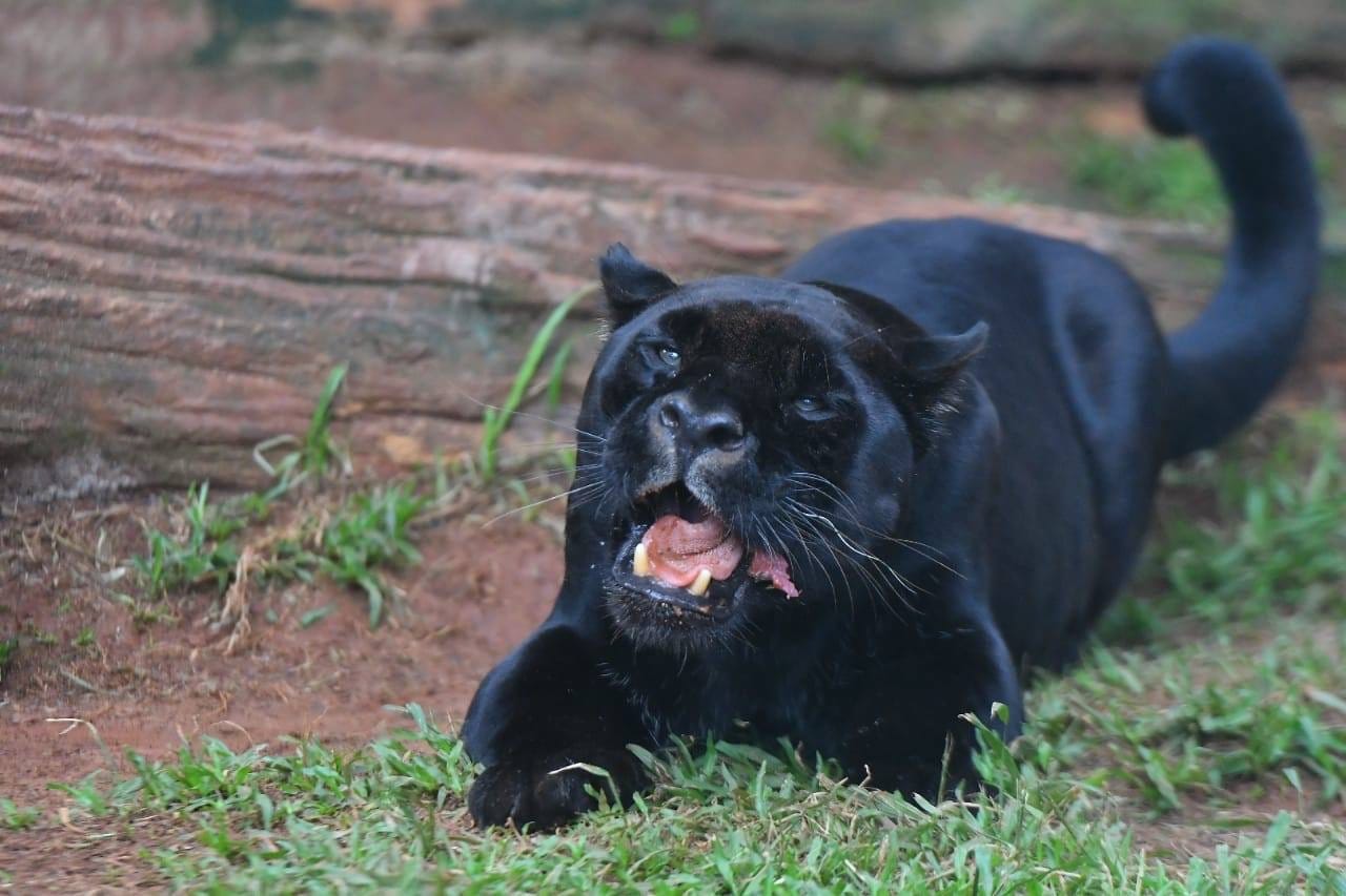 El animal falleció a los 18 años de edad. Foto: Itaipú