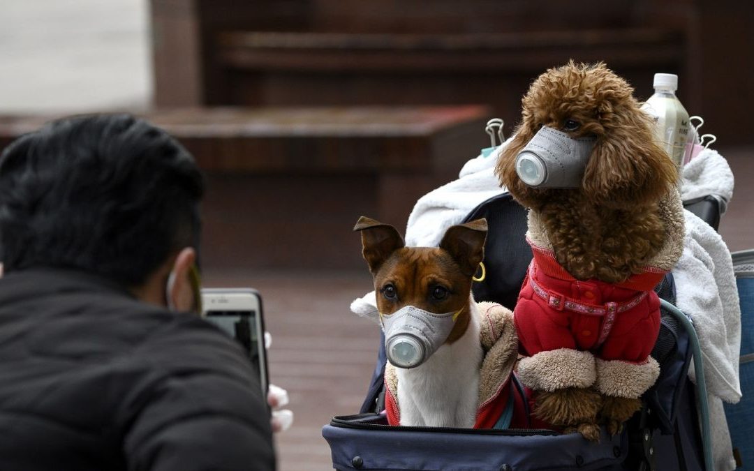 Hong Kong pone en cuarentena a perro que habría dado positivo al coronavirus
