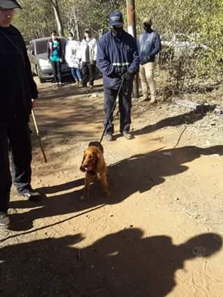 Rocky es el cocker que ayuda en la búsqueda de Juliette. Foto: Gentileaz