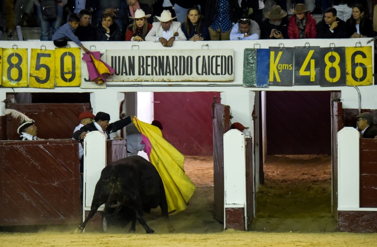 El proyecto aprobado prohíbe el maltrato o muerte a los toros. Foto: AFP / Raul Arboleda