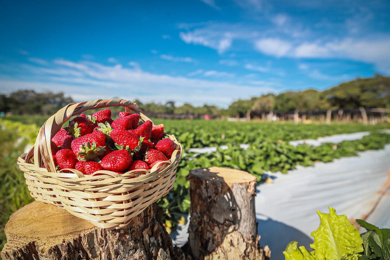 Productores de frutilla piden autorización para realizar la Expo Frutilla. Foto: @MaritoAbdo