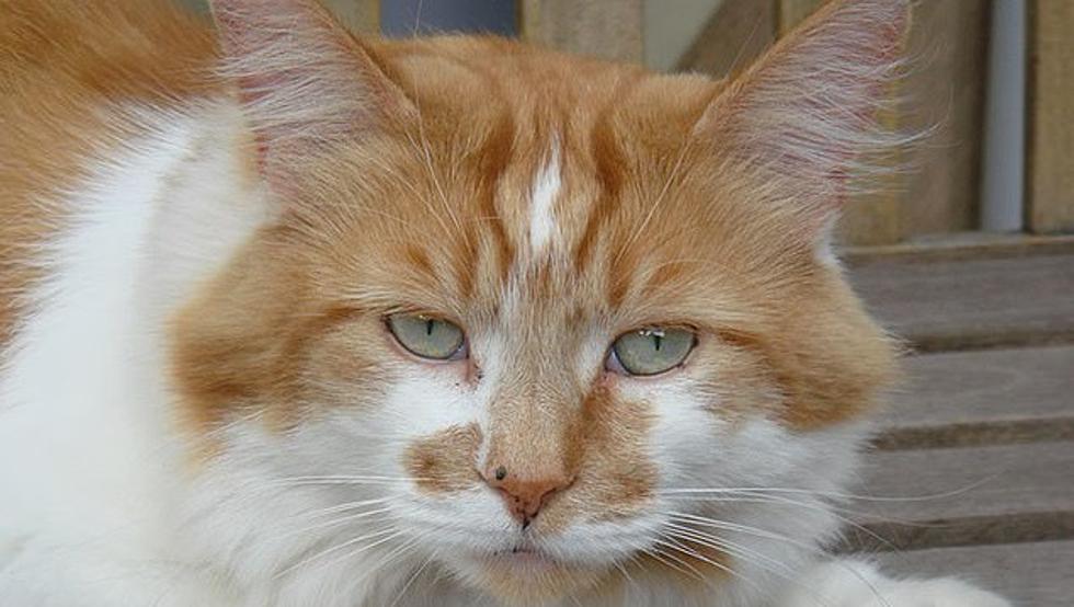 Rubble falleció a los 31 años de edad. Era el gato más viejo del mundo. Foto: Michele Heritage