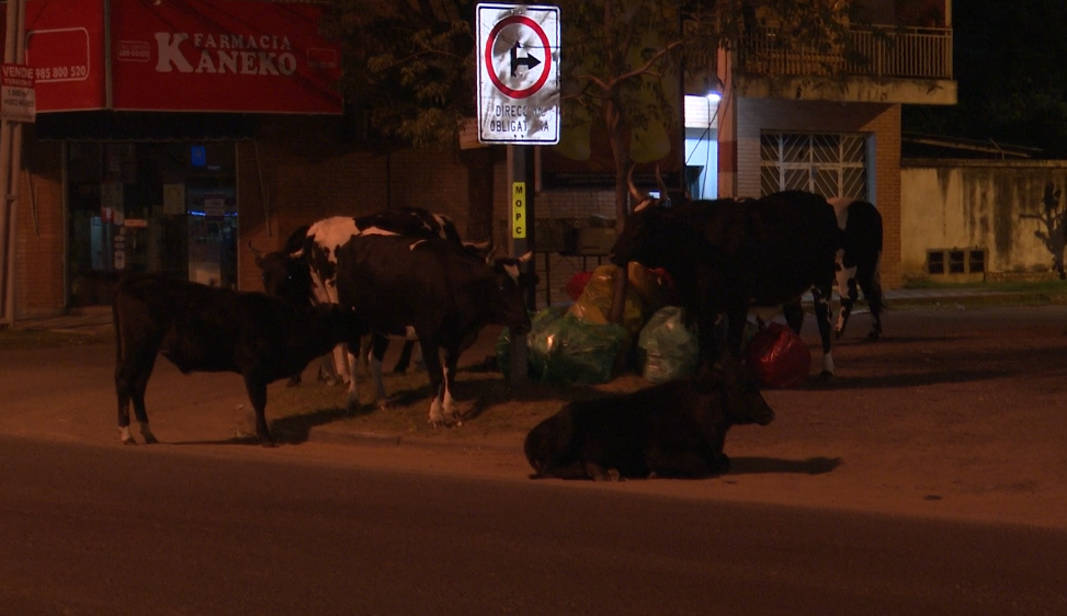 Vacas sueltas sobre la Transchaco, ante la atenta mirada de agentes policiales