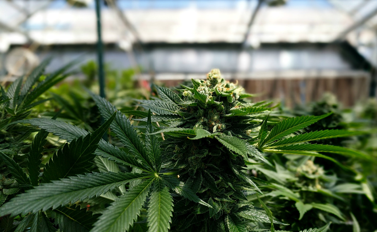 Organizaciones piden al Poder Ejecutivo que despenalice el autocultivo del cannabis para uso medicinal. Foto ilustrativa.