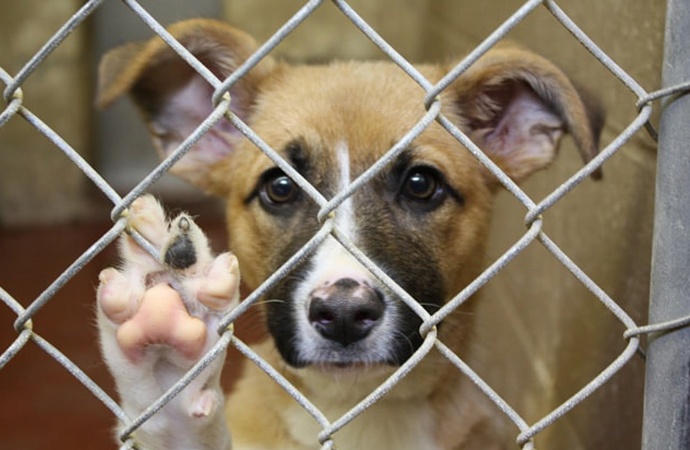 “Perroomies”: refugio de perros busca dar un hogar a peluditos en tiempos de pandemia