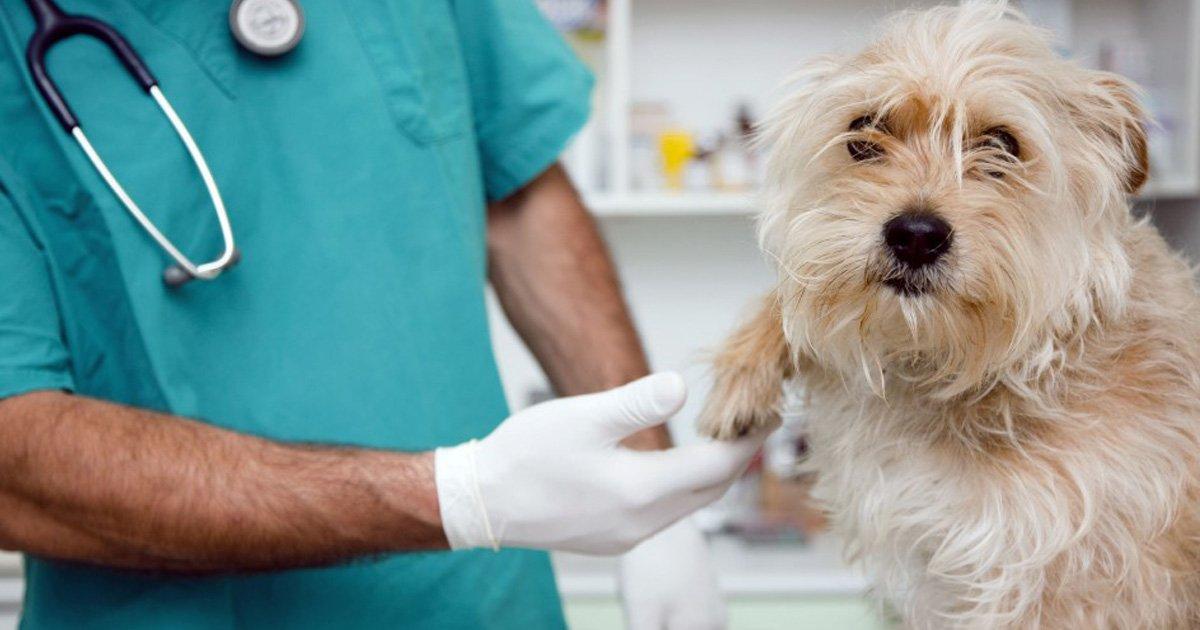 El proyecto de ley pretende la construcción de un hospital para brindar atención gratuita a los animales. Foto referencial.