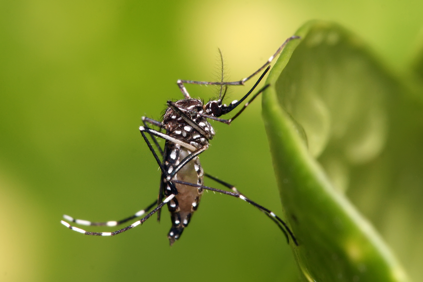 mosquito transmisor del dengue, aedes aegypti