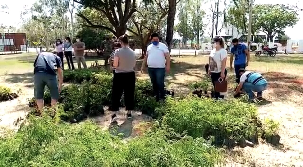 Plantatón en villarrica