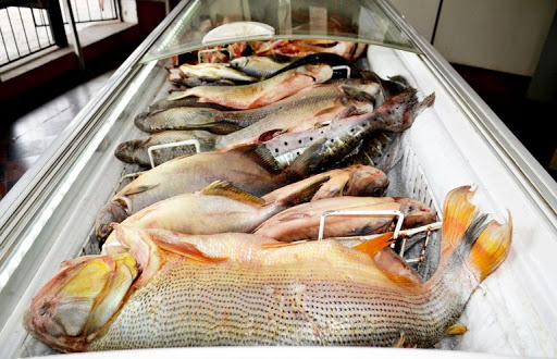 Rehabilitan comedores de pescado