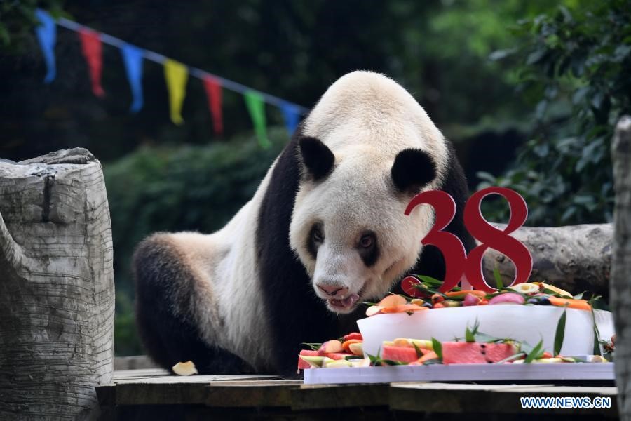 Murió la osa panda en cautividad más vieja del mundo