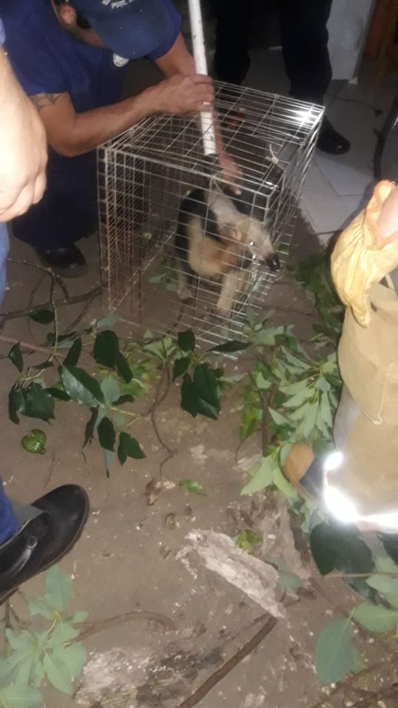 El animal silvestre fue hallado en una zona muy poblada del barrio Remansito de Ciudad del Este. Foto: Gentileza.