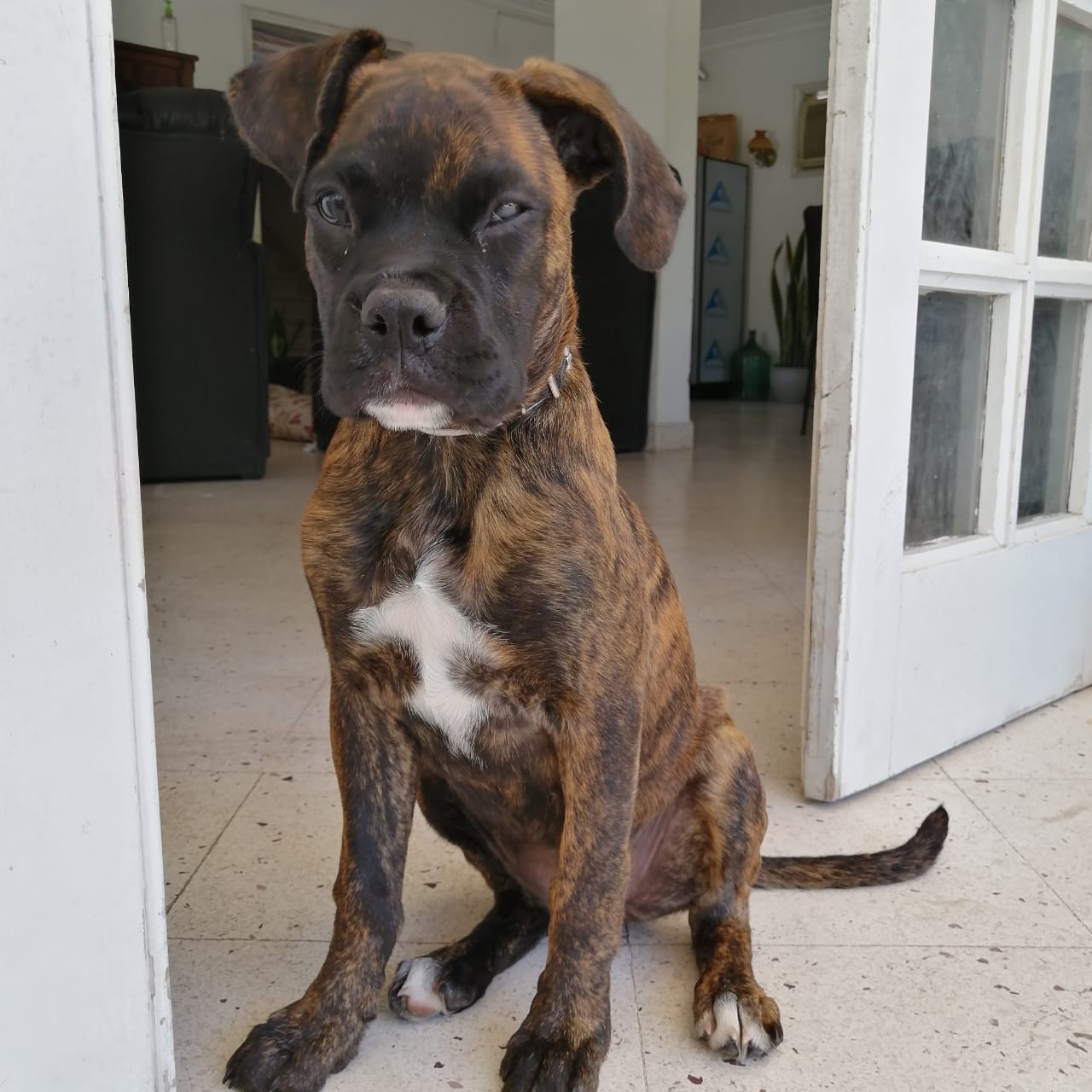 “Sofi”, es de la raza Boxer, tiene 4 meses y posee características particulares como el pelaje blanco en el pecho y las patas. Foto: gentileza.