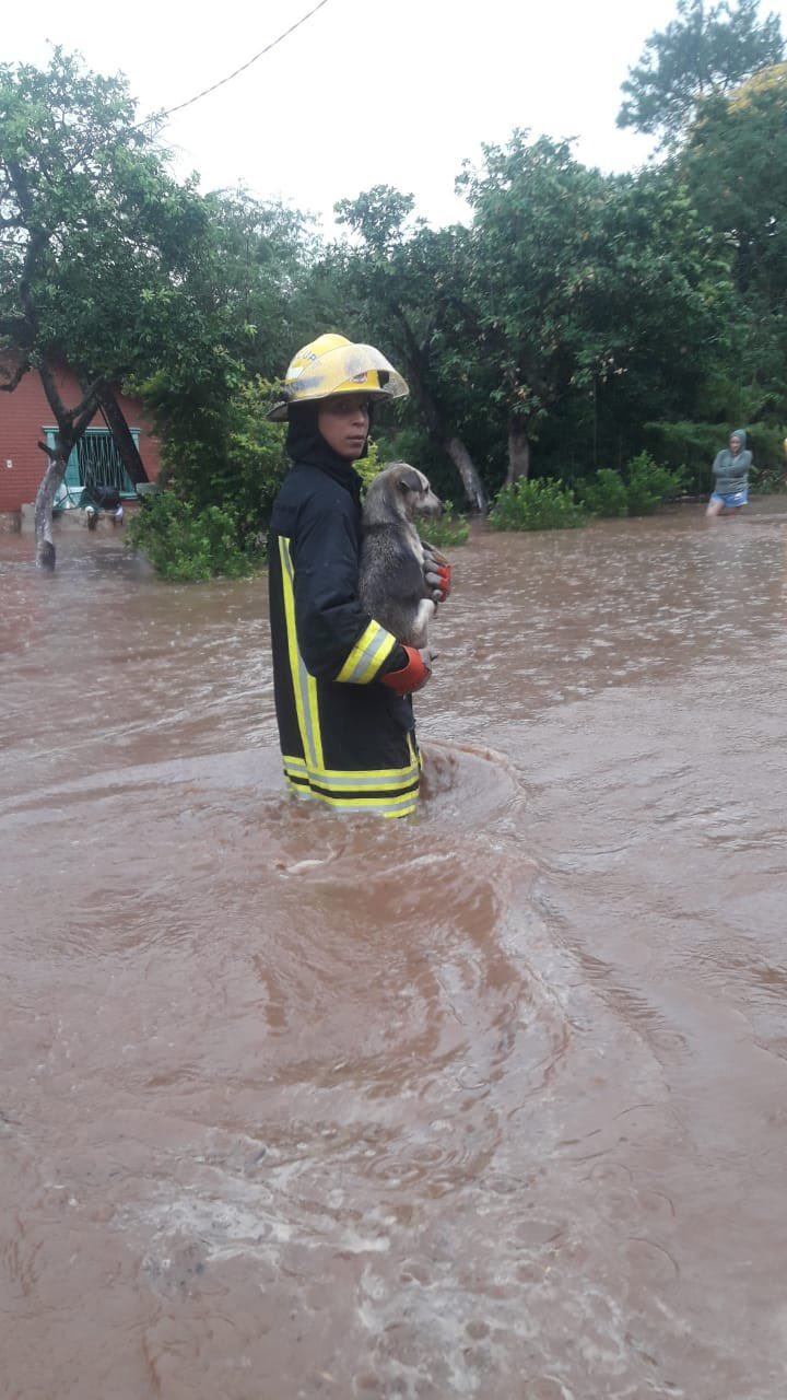 Los bomberos voluntarios no se olvidan de los peluditos