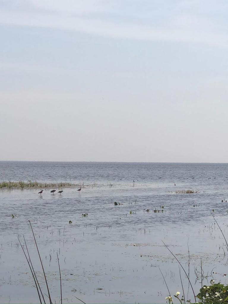 Importante crecimiento en el Lago Ypacaraí. Foto: MOPC.