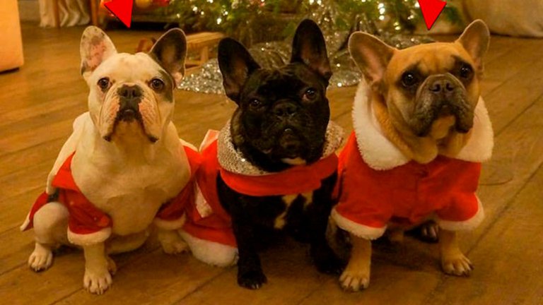 Dos de los tres perritos fueron robados.