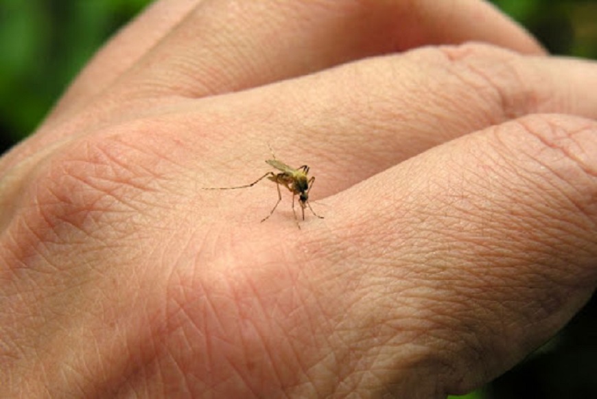 79% de los casos de dengue se concentra en Concepción y Chaco