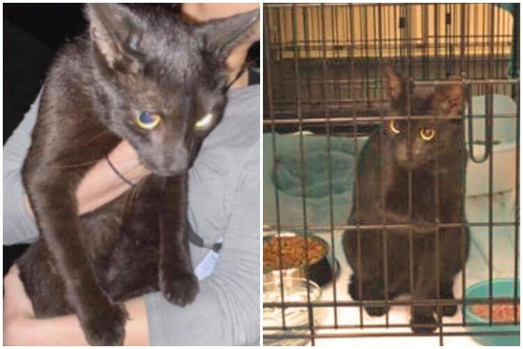 “Binx”, el gato que sobrevivió al derrumbe y reapareció entre escombros