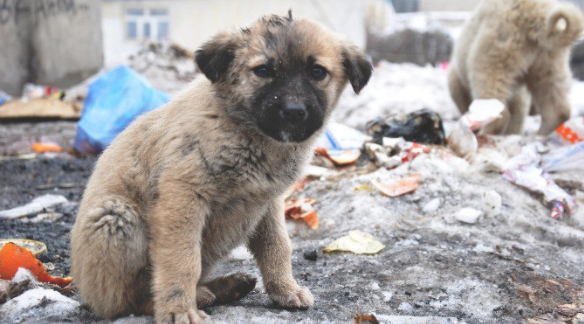 Muchos perros callejeros mueren sin conocer el calor de un hogar