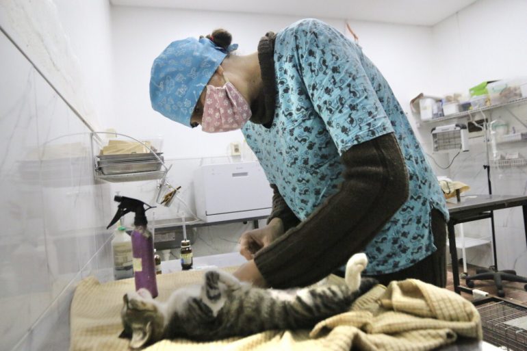 Realizarán castración felina gratuita la próxima semana