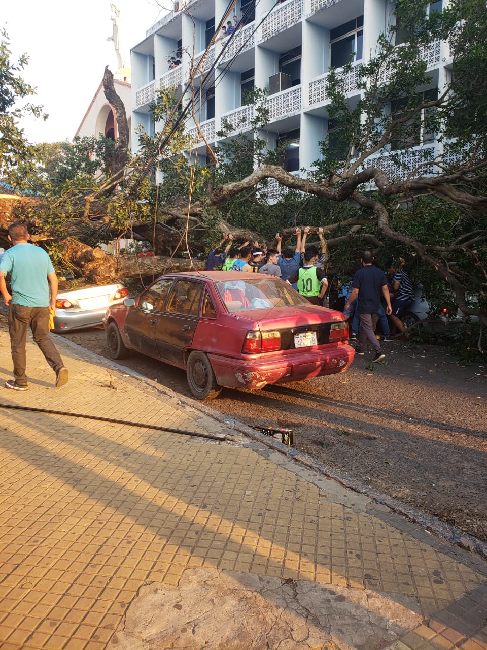 Un añoso árbol cayó sobre vehículos frente un colegio de Asunción