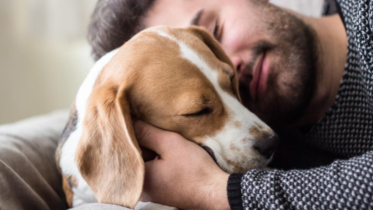 Abrazar a nuestros perros mejor nuestro bienestar. Foto: gentileza.