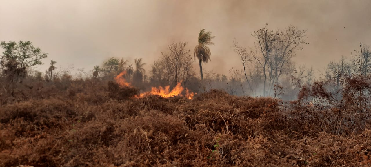 Aprueban ley para sancionar a quienes provoquen incendios