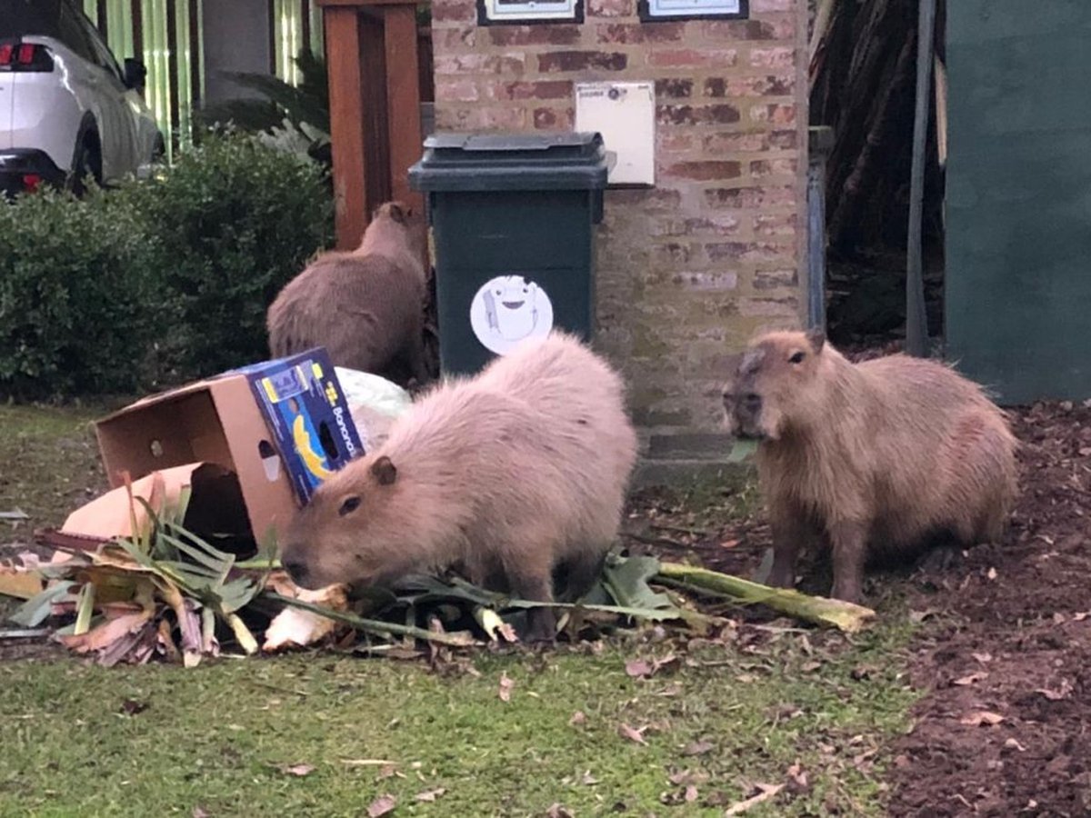 Muchos vecinos denunciaron que estos animales han causado estragos en sus jardines.