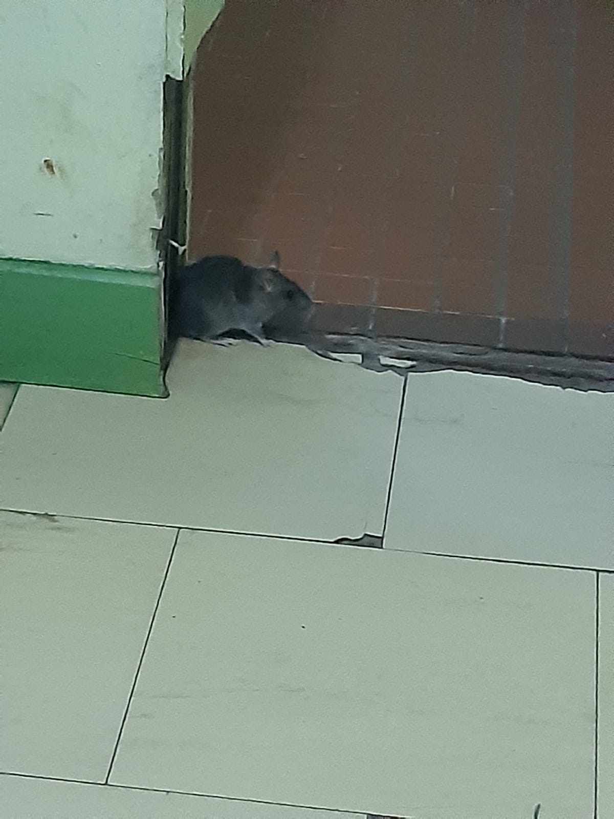 Invasión de ratas en Hospital de Itauguá: “La situación es vergonzosa”