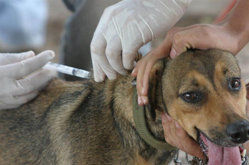 Este jueves, vacunación antirrábica gratuita para gatos y perros