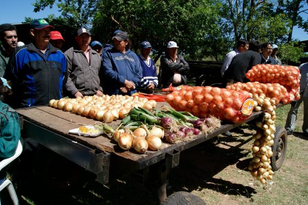 En la localidad de Ybytymi, departamento de Paraguarí, los agricultores exponen sus cosechas de cebollas. Foto: Gentileza.
