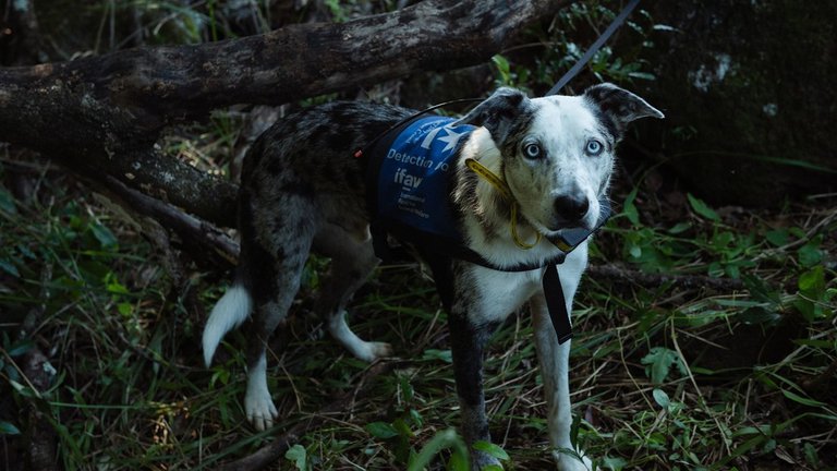 Perro recibió condecoración por rescatar a koalas durante incendios en Australia