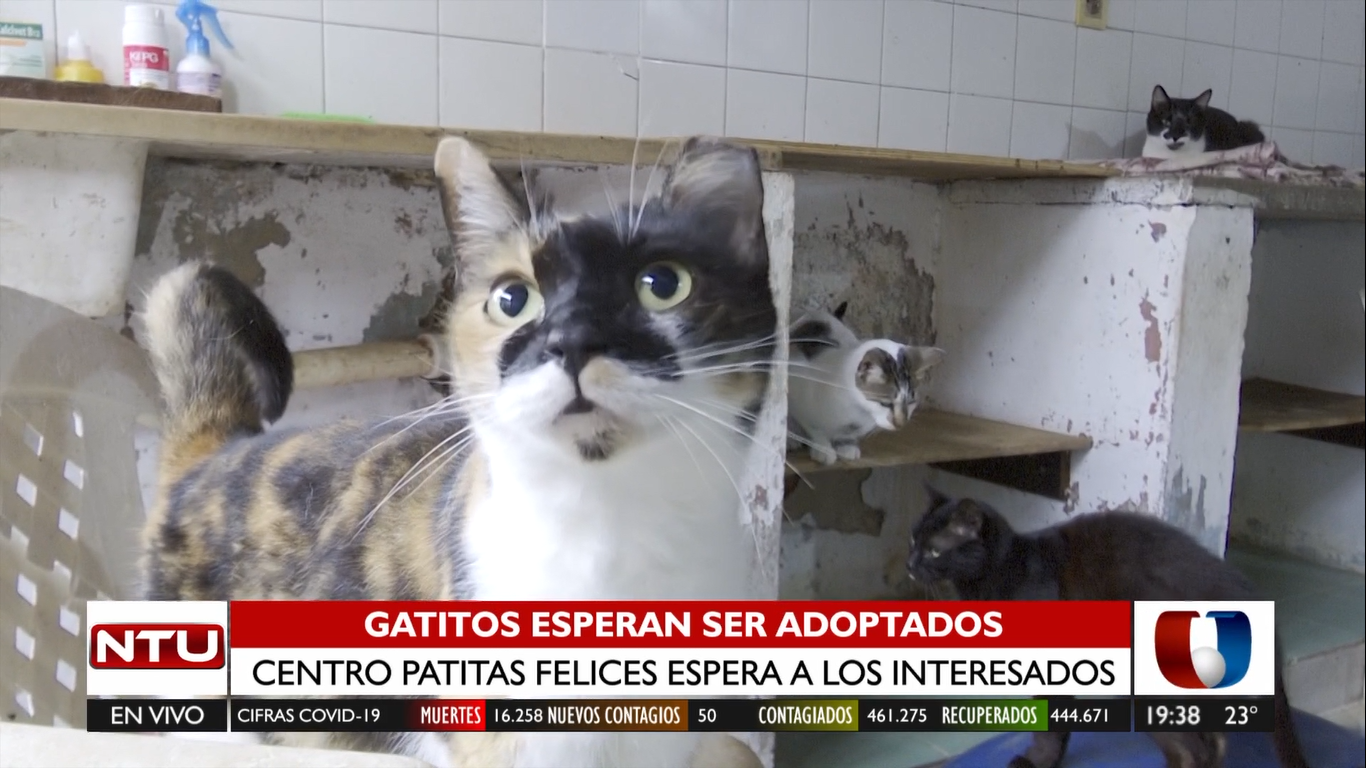 150 gatitos esperan ser adoptados en la Asociación Patitas Felices