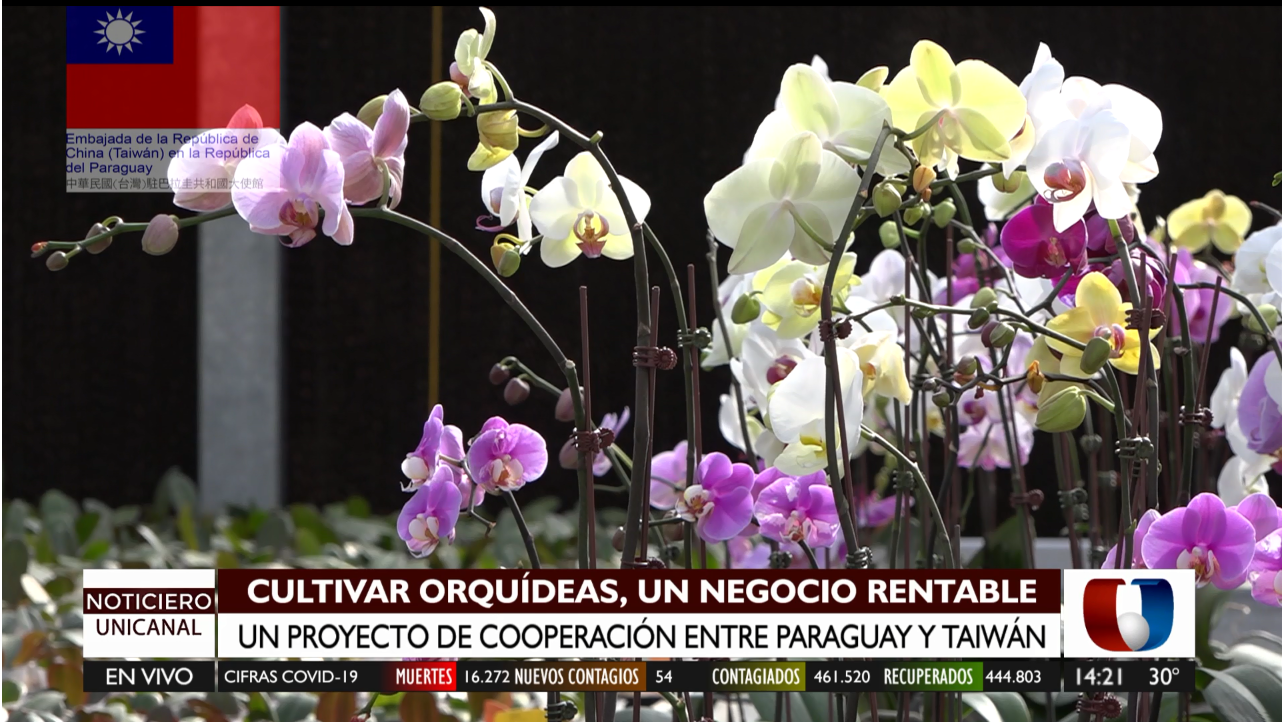Industria de las orquídeas, un negocio rentable desarrollado por Taiwán
