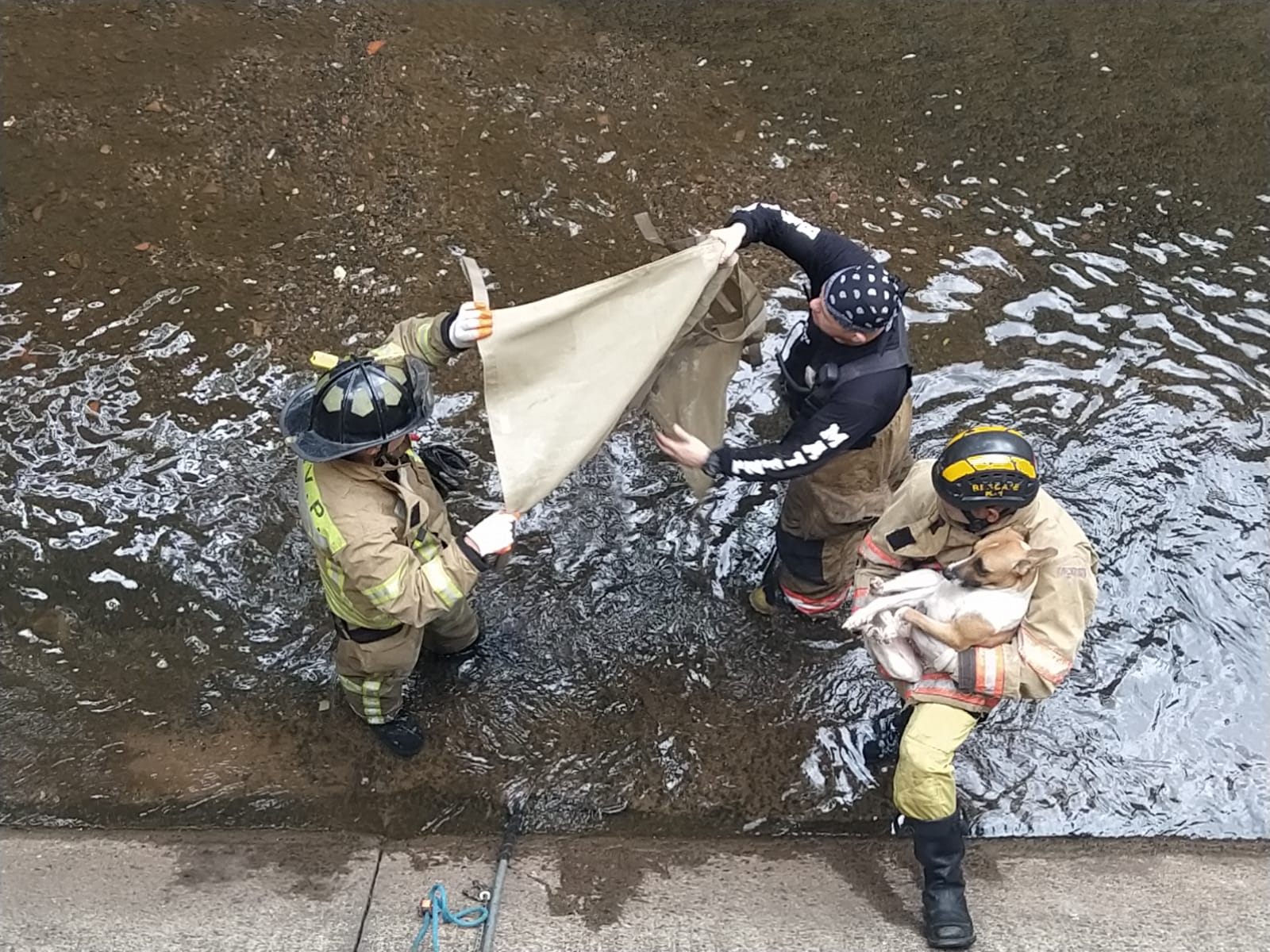 Bomberos rescatan a perros arrojados al canal de Madame Lynch. Foto: Gentileza
