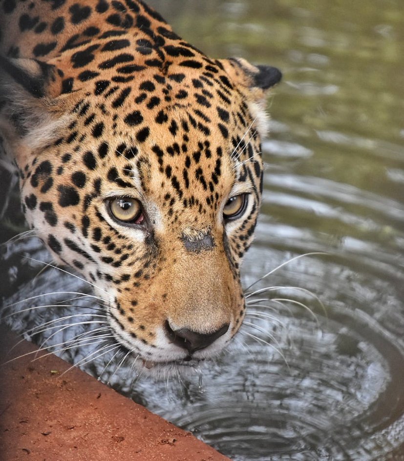 Día del Yaguareté: buscan generar conciencia sobre amenazas que enfrenta esta especie