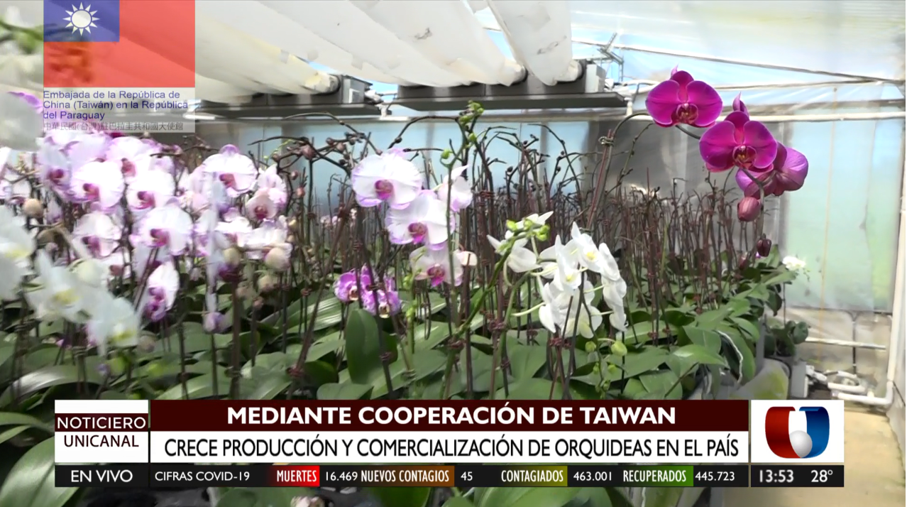 51 familias de Cordillera tienen fuente de trabajo con la producción de orquídeas