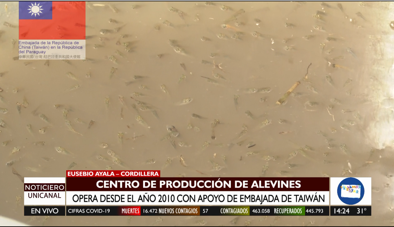 Producción de alevines es todo un éxito gracias a Taiwán