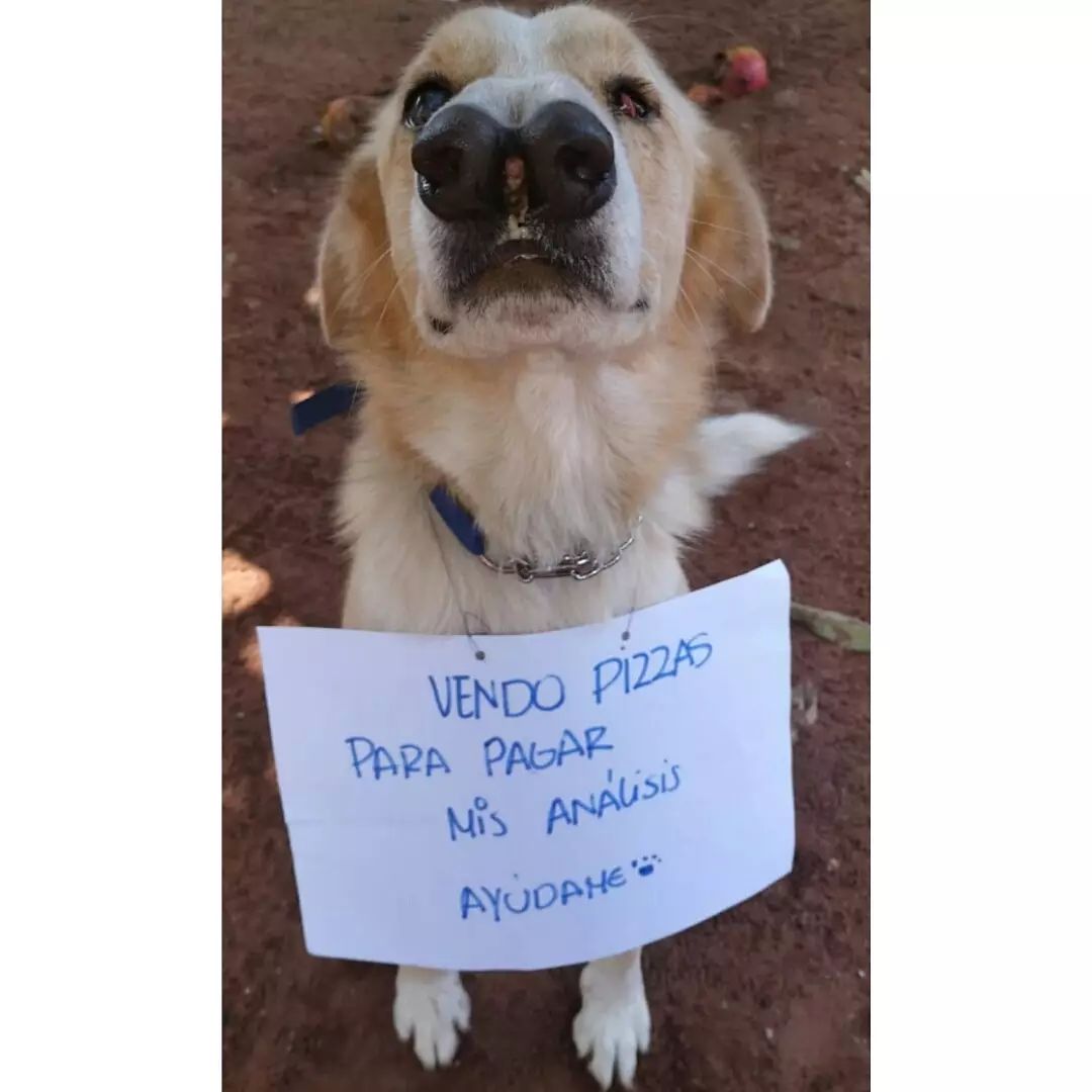 Organizan pizzeada para cubrir gastos de mascotas enfermas
