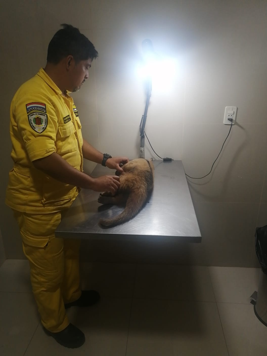 Oso melero macheteado en San Antonio está grave